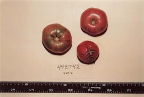 Click for 1 image(s) for this accession. FRUIT